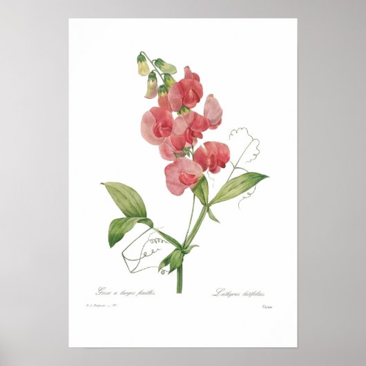 Lathyrus latifolius poster (Voorkant)