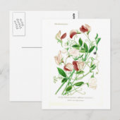 Lathyrus odoratus briefkaart (Voorkant / Achterkant)