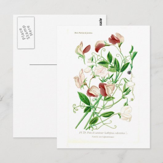 Lathyrus odoratus briefkaart (Voorkant / Achterkant)