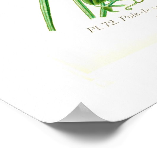 Lathyrus odoratus poster (Hoek)