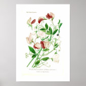 Lathyrus odoratus poster (Voorkant)