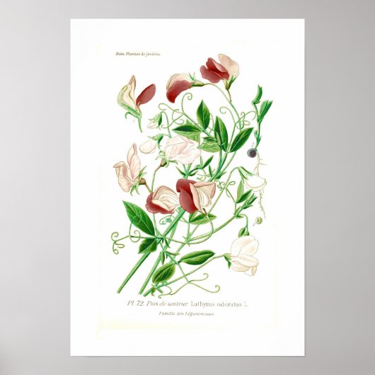 Lathyrus odoratus poster (Voorkant)