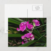 Lathyrusbloem Ansichtkaart Briefkaart (Voorkant / Achterkant)