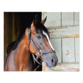 Latigo Trail Foto Afdruk (Voorkant)