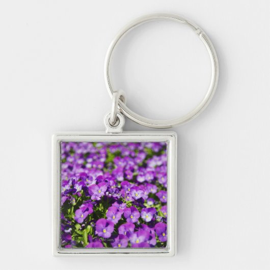 Latijnse naam: Viola tricolor subsp. hortensis. Sleutelhanger (Voorkant)