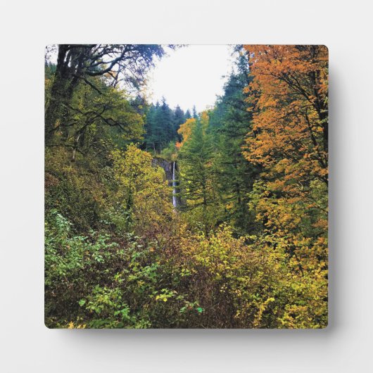 Latourell-Herfsten, Columbia River Gorge, Oregon Fotoplaat (Voorkant)