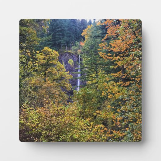 Latourell-Herfsten, Columbia River Gorge, Oregon Fotoplaat (Voorkant)