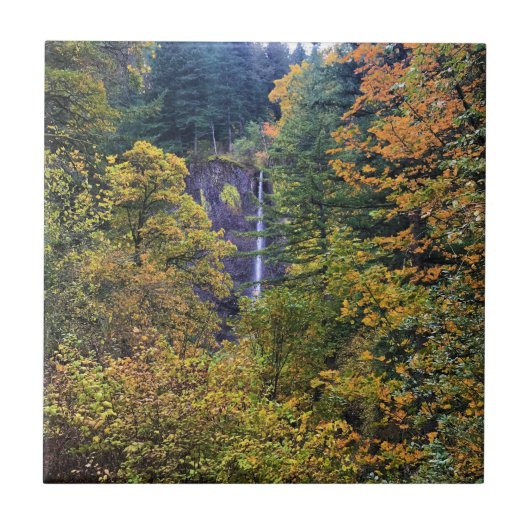 Latourell-Herfsten, Columbia River Gorge, Oregon Tegeltje (Voorkant)