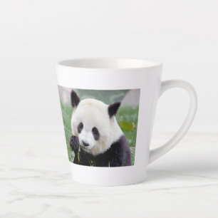 Latte mok Foto: reuzenpanda, dieren. latente mok