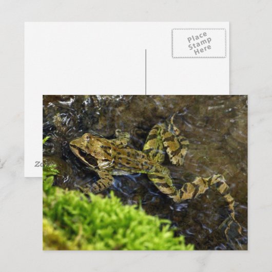 Laubfrosch Briefkaart (Voorkant / Achterkant)