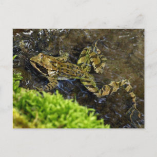 Laubfrosch Briefkaart