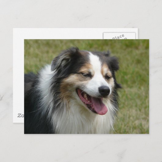 Laughing Aussie Dog Briefkaart (Voorkant / Achterkant)