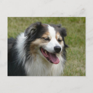 Laughing Aussie Dog Briefkaart