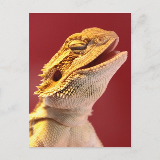 Laughing Bearded Dragon Briefkaart (Voorkant)
