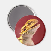 Laughing Bearded Dragon Magneet (Voorkant / Achterkant)