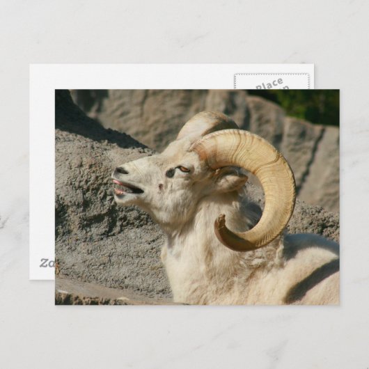 Laughing Bighorn Sheep Briefkaart (Voorkant / Achterkant)