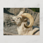 Laughing Bighorn Sheep Briefkaart (Voorkant)