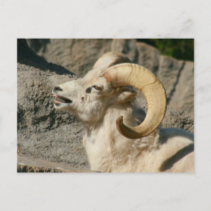 Laughing Bighorn Sheep Briefkaart
