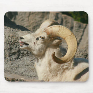 Laughing Bighorn Sheep Muismat