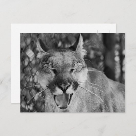 Laughing Cat Briefkaart (Voorkant / Achterkant)