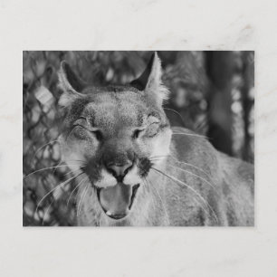 Laughing Cat Briefkaart