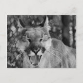 Laughing Cat Briefkaart (Voorkant)