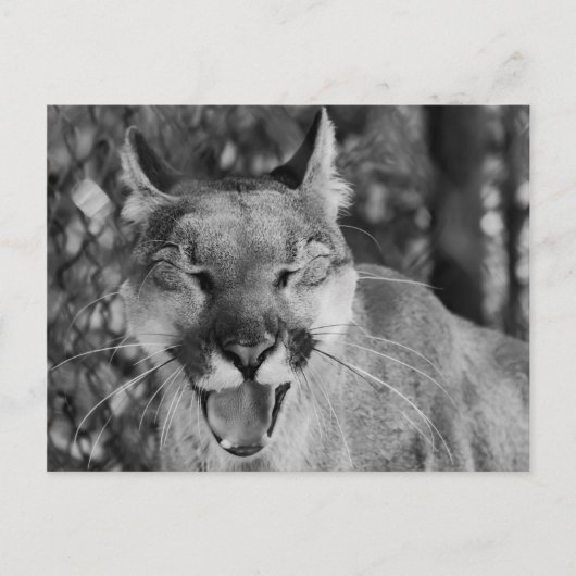 Laughing Cat Briefkaart (Voorkant)