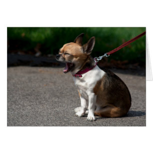Laughing Chihuahua