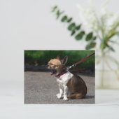 Laughing Chihuahua Briefkaart (Staand voorkant)