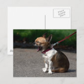 Laughing Chihuahua Briefkaart (Voorkant / Achterkant)