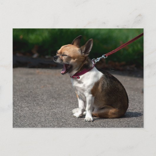 Laughing Chihuahua Briefkaart (Voorkant)
