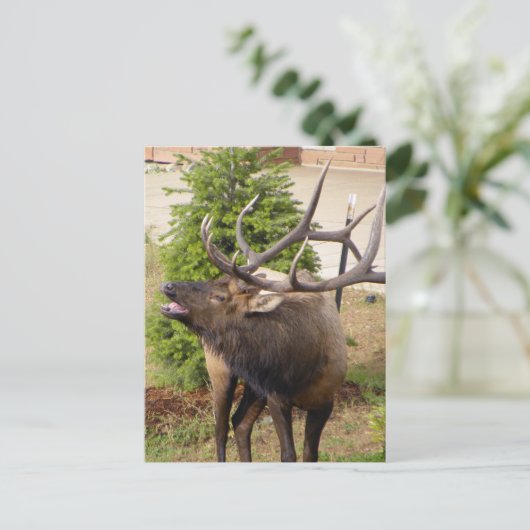 Laughing elk bull briefkaart (Staand voorkant)