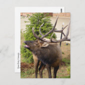 Laughing elk bull briefkaart (Voorkant / Achterkant)