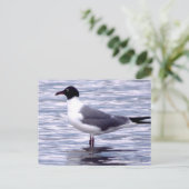 Laughing Gull Briefkaart (Staand voorkant)