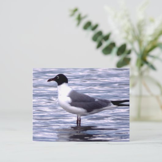 Laughing Gull Briefkaart (Staand voorkant)
