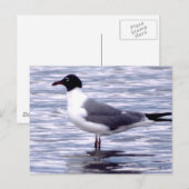 Laughing Gull Briefkaart (Voorkant / Achterkant)