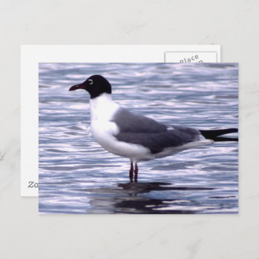 Laughing Gull Briefkaart (Voorkant / Achterkant)
