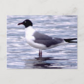 Laughing Gull Briefkaart (Voorkant)