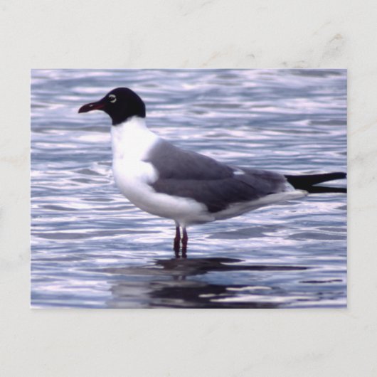 Laughing Gull Briefkaart (Voorkant)