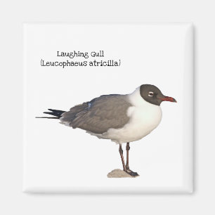 Laughing Gull Magneet