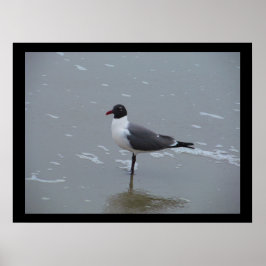 LAUGHING GULL POST POSTER