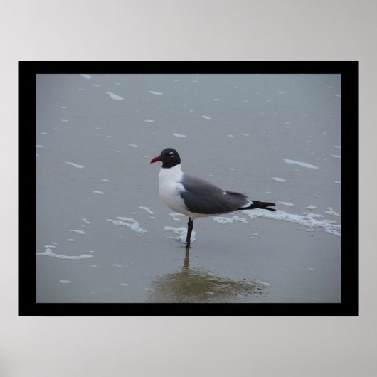 LAUGHING GULL POST POSTER (Voorkant)