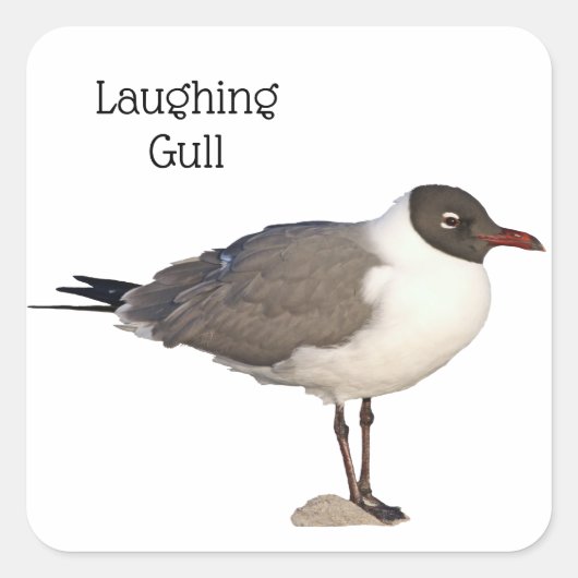 Laughing Gull Vierkante Sticker (Voorkant)