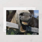 Laughing Horse Briefkaart (Voorkant / Achterkant)