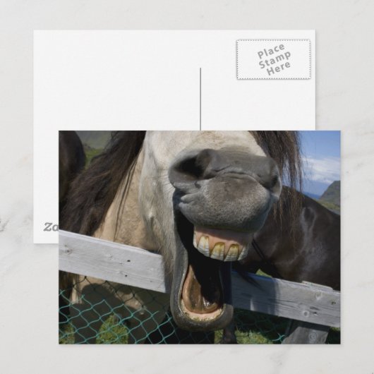 Laughing Horse Briefkaart (Voorkant / Achterkant)