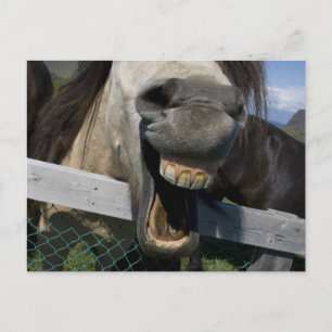 Laughing Horse Briefkaart