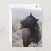 Laughing Horse Briefkaart (Voorkant / Achterkant)