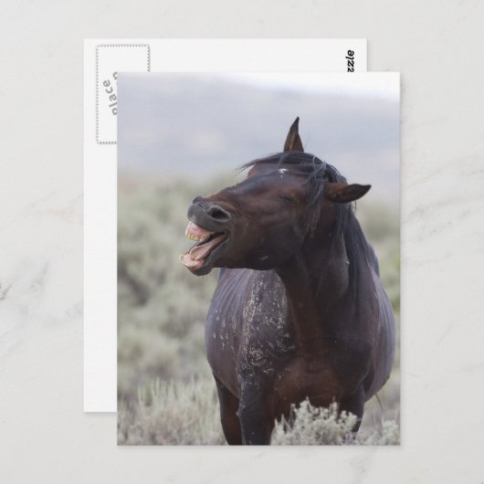Laughing Horse Briefkaart (Voorkant / Achterkant)