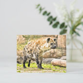 Laughing Hyena Briefkaart (Staand voorkant)