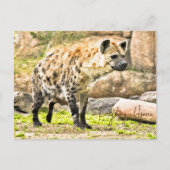 Laughing Hyena Briefkaart (Voorkant)